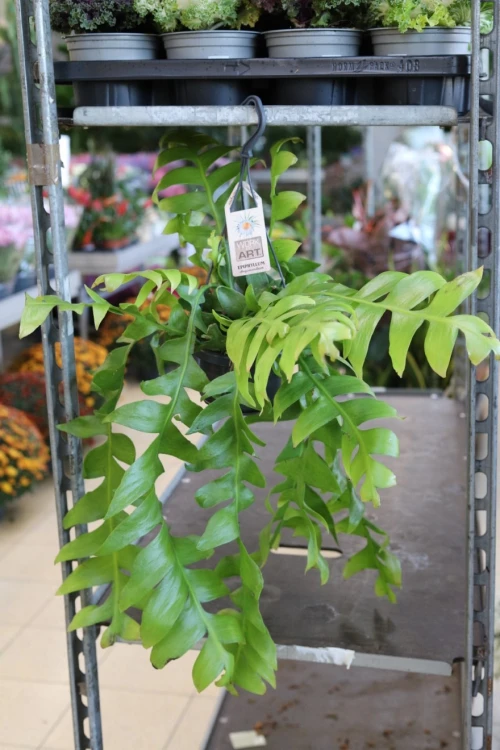 Epiphyllum chrysocardium XL (1).JPG