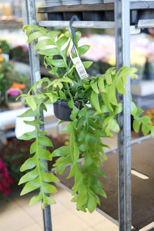 Epiphyllum chrysocardium XL (2).JPG