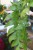 Epiphyllum chrysocardium XL (4).JPG