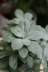 Senecio Mountain Fire 4.JPG