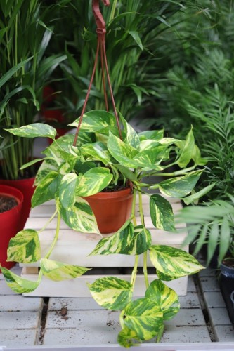 Epipremnum aurem Hicolor (1).JPG
