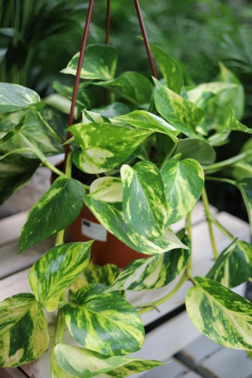 Epipremnum aurem Hicolor (2).JPG