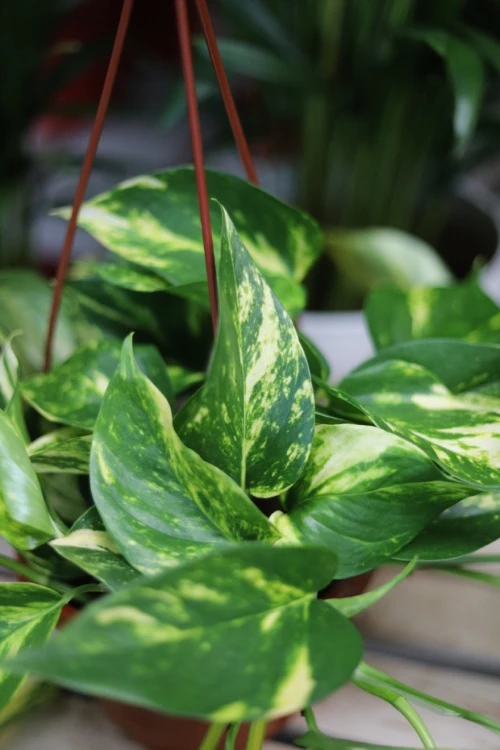 Epipremnum aurem Hicolor (3).JPG