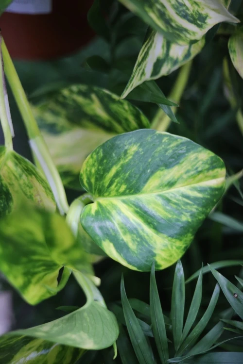 Epipremnum aurem Hicolor (4).JPG