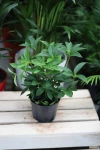 Peperomia pereskiifolia M