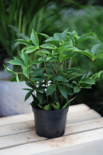 Peperomia pereskifolia (2).JPG
