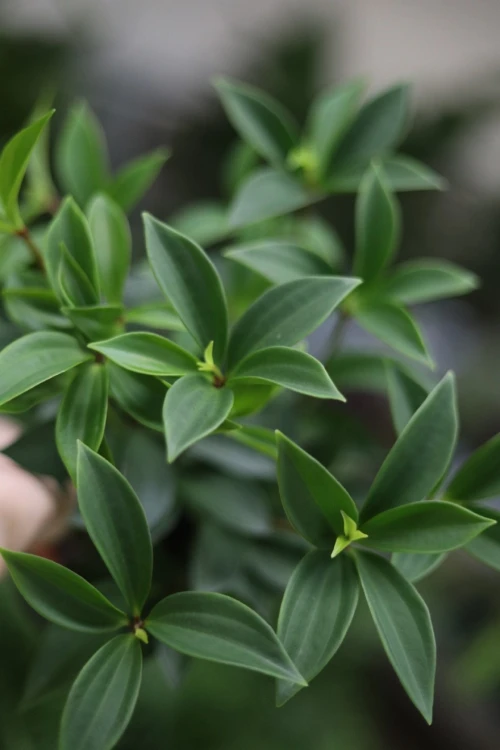Peperomia pereskifolia (3).JPG