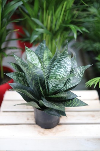 Sansewieria Green Hahnii (1).JPG