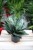 Sansewieria Green Hahnii (1).JPG