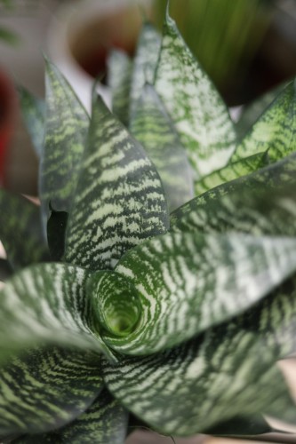 Sansewieria Green Hahnii (2).JPG