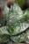 Sansewieria Green Hahnii (2).JPG