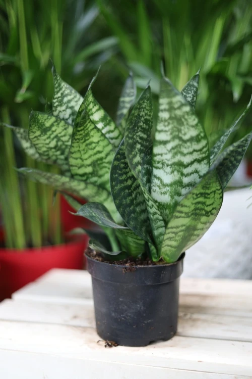 Sansewieria Green Hahnii (3).JPG