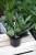 Sansewieria Green Hahnii (4).JPG