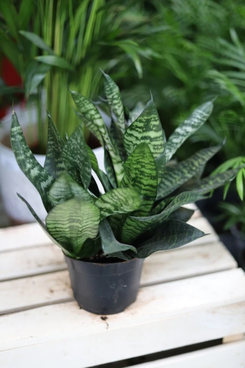 Sansewieria Green Hahnii (4).JPG