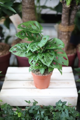 Monstera Adansonii to efektowna roślina doniczkowa o ażurowych, zielonych liściach – idealna do domu i biura, które chcą dodać tropikalnego klimatu.