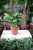 Monstera Adasonii