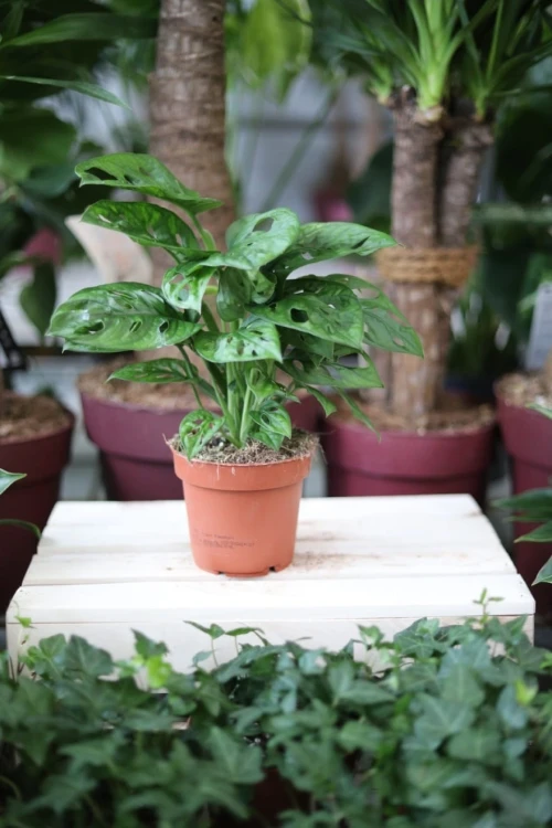 Monstera Adasonii