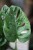 Monstera Monkey Mask