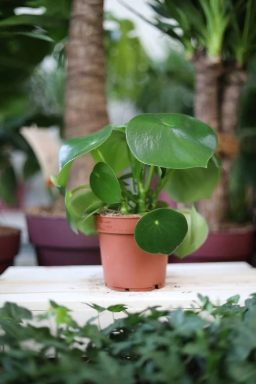 Peperomia polybotrya Raindrop to kompaktowa roślina doniczkowa o mięsistych, zielonych liściach w kształcie kropli – idealna do domu i biura.