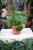Peperomia polybotrya Raindrop