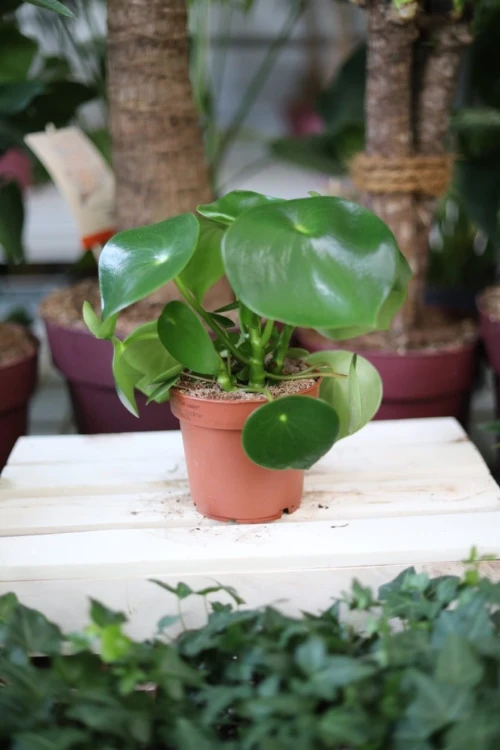 Peperomia polybotrya Raindrop