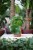 Peperomia polybotrya Raindrop (1)