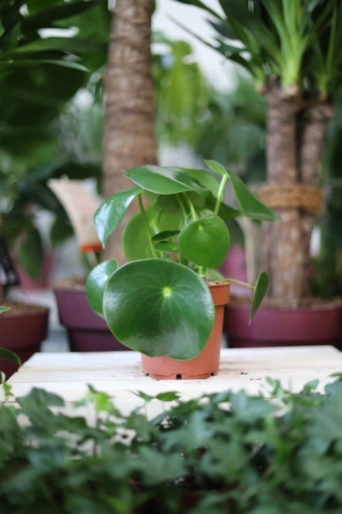 Peperomia polybotrya Raindrop (1)