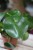 Peperomia polybotrya Raindrop (2)