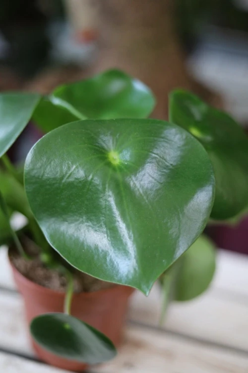 Peperomia polybotrya Raindrop (2)