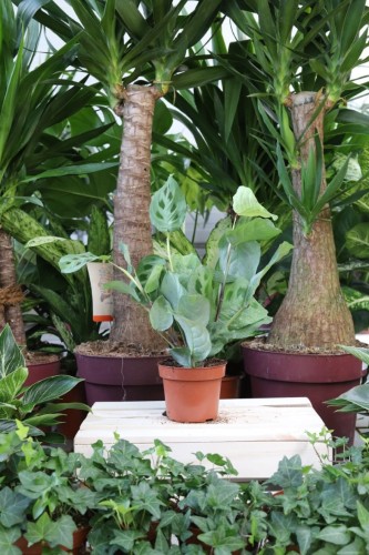 Maranta leuconeura kerchoveana to efektowna roślina doniczkowa o ciemnozielonych liściach z jasnymi żyłkami – idealna do domu i biura, które potrzebują naturalnego akcentu.