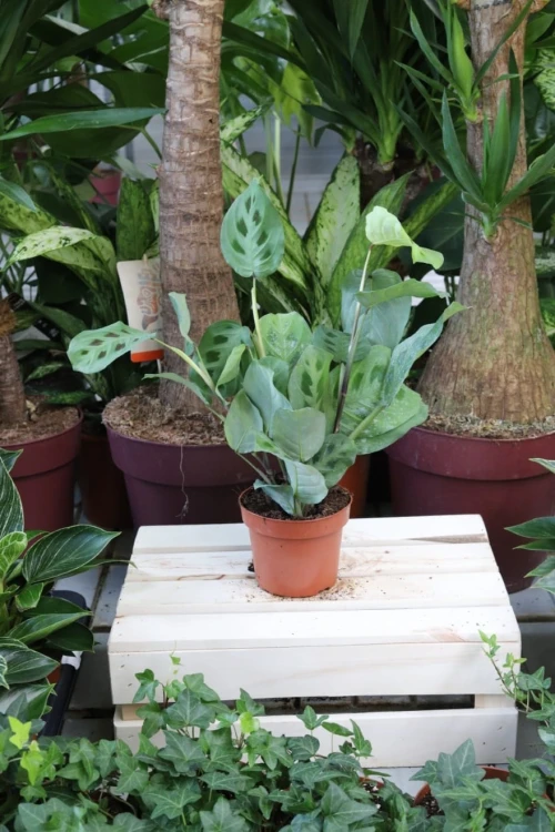 Maranta leuconeura kerchoveana