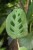 Maranta