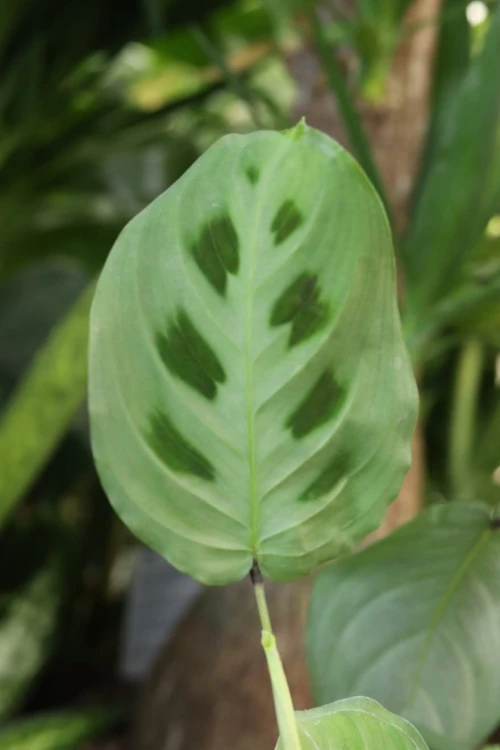 Maranta