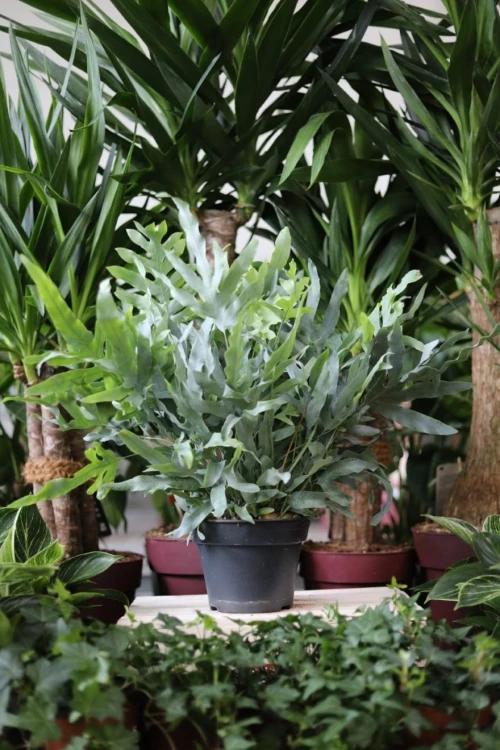 Phlebodium Blue Star