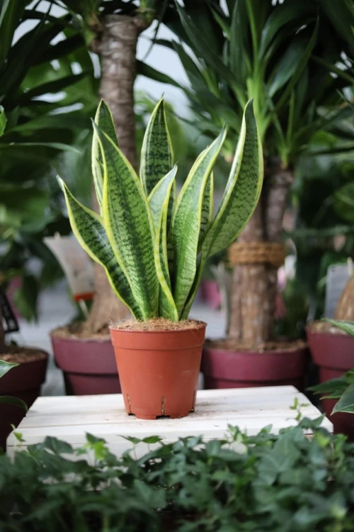 Sansevieria trifasciata 'Laurentii' to odporna roślina doniczkowa z zielonymi liśćmi ozdobionymi żółtymi paskami – idealna do domu i biura