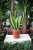 Sansevieria trifasciata 'Laurentii'