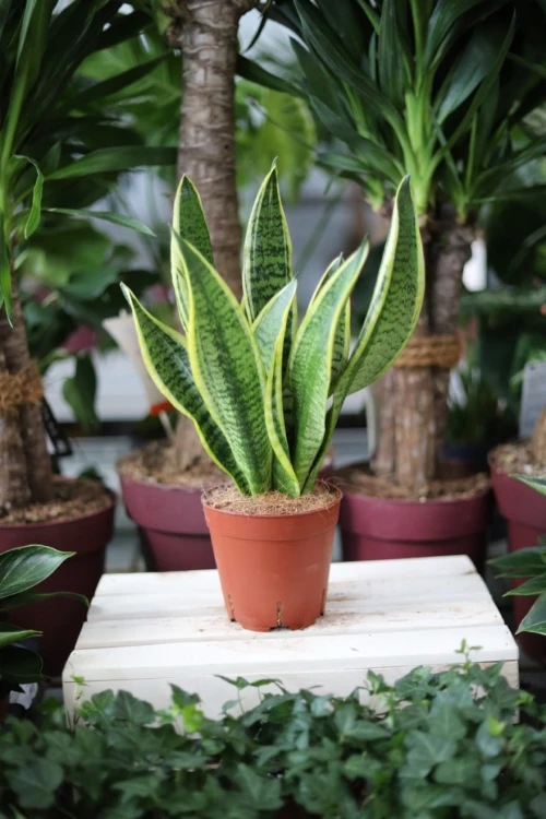 Sansevieria trifasciata 'Laurentii'