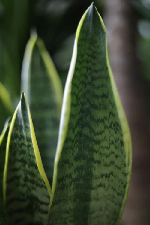 Sansevieria trifasciata 'Laurentii'  (1)