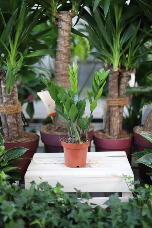 Zamioculcas Zamiifolia to trwała roślina doniczkowa z ciemnozielonymi, błyszczącymi liśćmi – doskonała do domu i biura, łatwa w pielęgnacji i dekoracyjna.