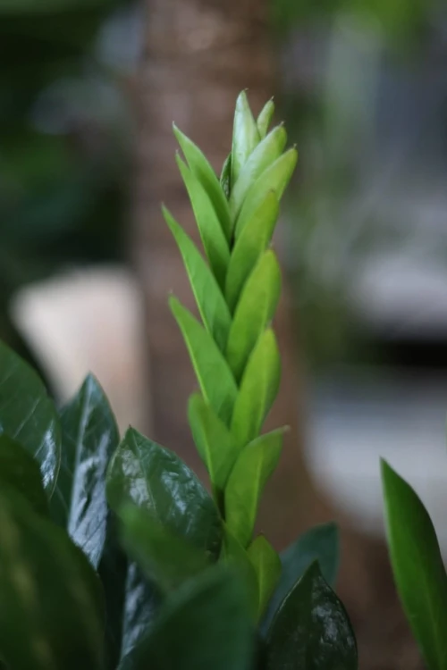 Zamioculcas Zamiifolia