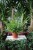 Nephrolepis exaltata