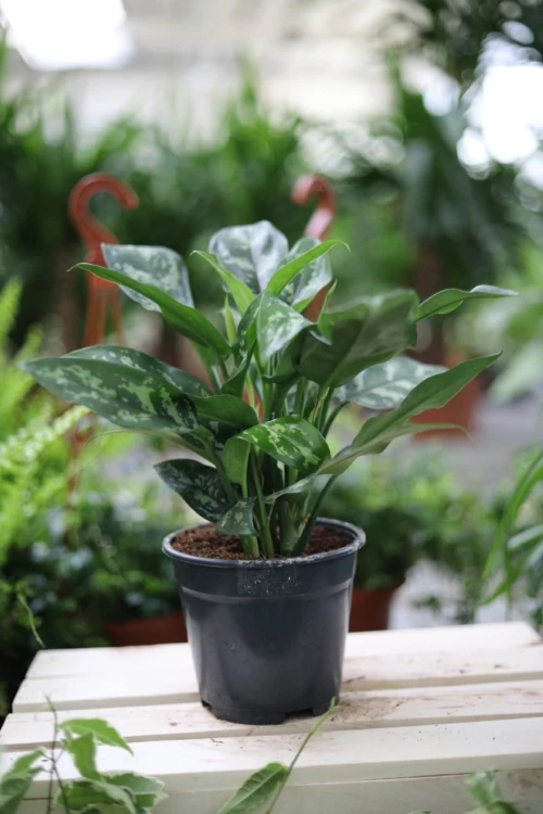 Aglaonema Maria