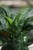 Aglaonema Maria (1)