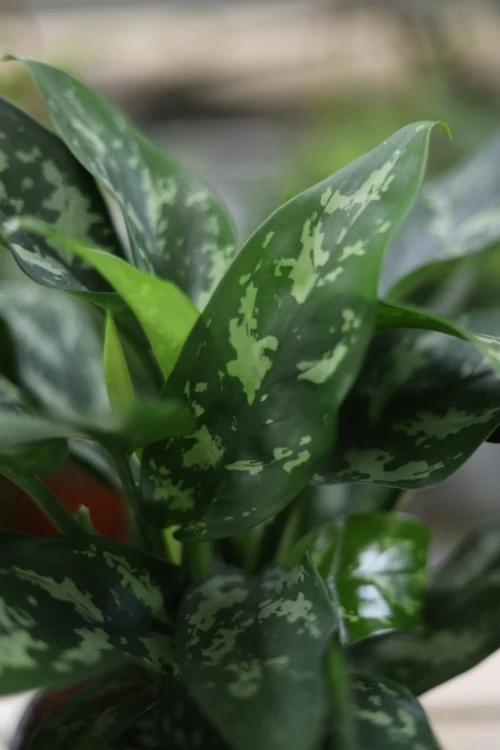 Aglaonema Maria (1)
