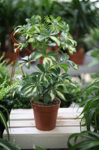 Schefflera arboricola ‘Gerda’ to dekoracyjna roślina doniczkowa o błyszczących, zielonych liściach z wyraźnym unerwieniem, idealna do domu i biura.