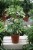 Schefflera arboricola ‘Gerda’ to dekoracyjna roślina doniczkowa o błyszczących, zielonych liściach z wyraźnym unerwieniem, idealna do domu i biura.