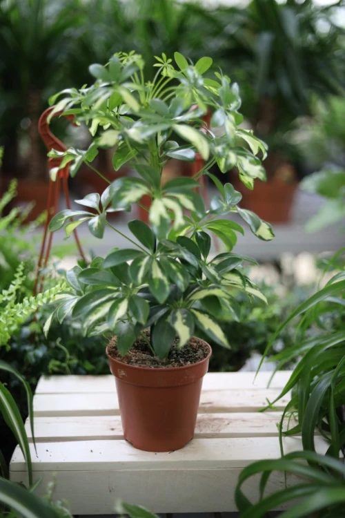 Schefflera arboricola ‘Gerda’ to dekoracyjna roślina doniczkowa o błyszczących, zielonych liściach z wyraźnym unerwieniem, idealna do domu i biura.