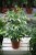Schefflera arboricola ‘gerda’