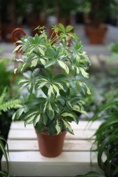 Schefflera arboricola ‘gerda’