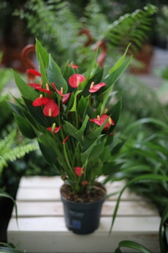 Anthurium andraeanum Million Flowers to efektowna roślina doniczkowa o błyszczących liściach i licznych czerwonych kwiatach – idealna do domu i biura.